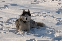 Silver Lumi Lumi